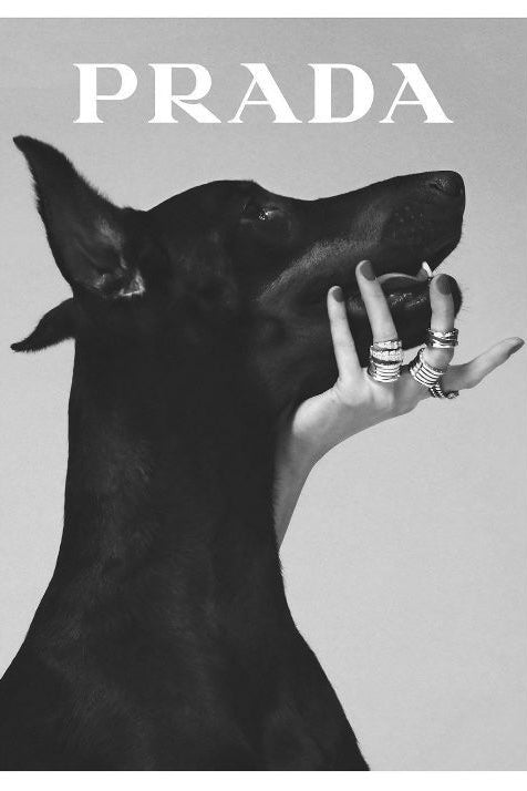 Prada Dog